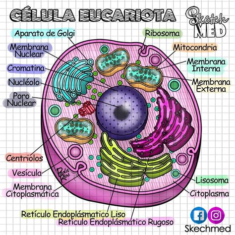celula eucariota dibujo